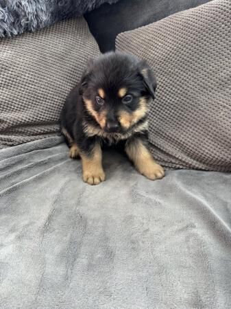 Rottweiler x German Shepherd for sale in Sheffield, South Yorkshire - Image 1