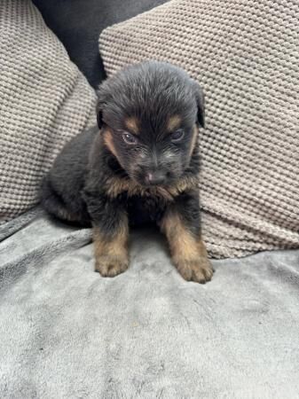 Rottweiler x German Shepherd for sale in Sheffield, South Yorkshire - Image 3