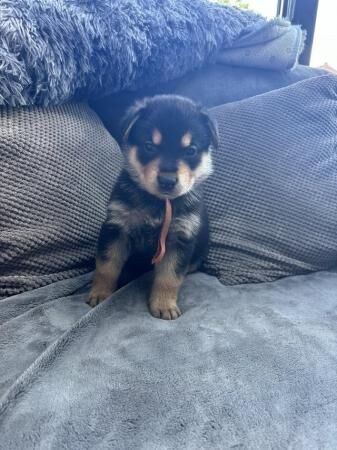Rottweiler x German Shepherd for sale in Sheffield, South Yorkshire - Image 4