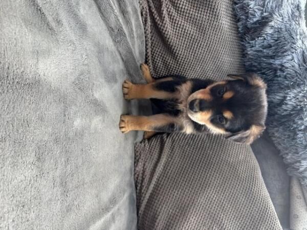 Rottweiler x German Shepherd ready to leave 9th july for sale in Sheffield, South Yorkshire - Image 1