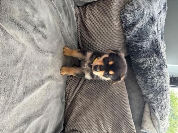 Rottweiler x German Shepherd ready to leave 9th july for sale in Sheffield, South Yorkshire - Image 3