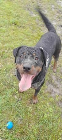 Rottweiler x German Shepherd ready to leave 9th july for sale in Sheffield, South Yorkshire - Image 4