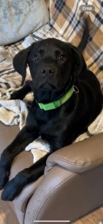 Rottweiler X Lab/springer for sale in Hayle, Cornwall