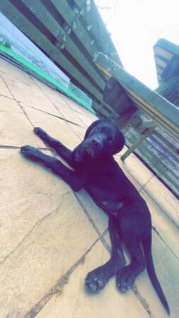 Rottweiler X Lab/springer for sale in Hayle, Cornwall - Image 3