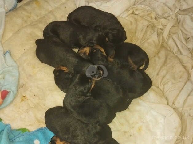 Rottweilers for sale in Dungannon, Dungannon - Image 1