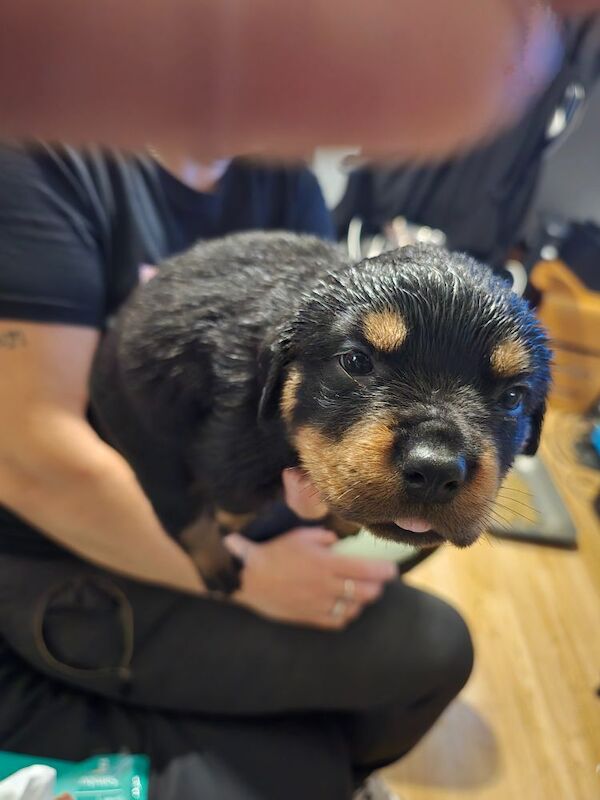 Rottweilers puppies for sale in Gloucestershire