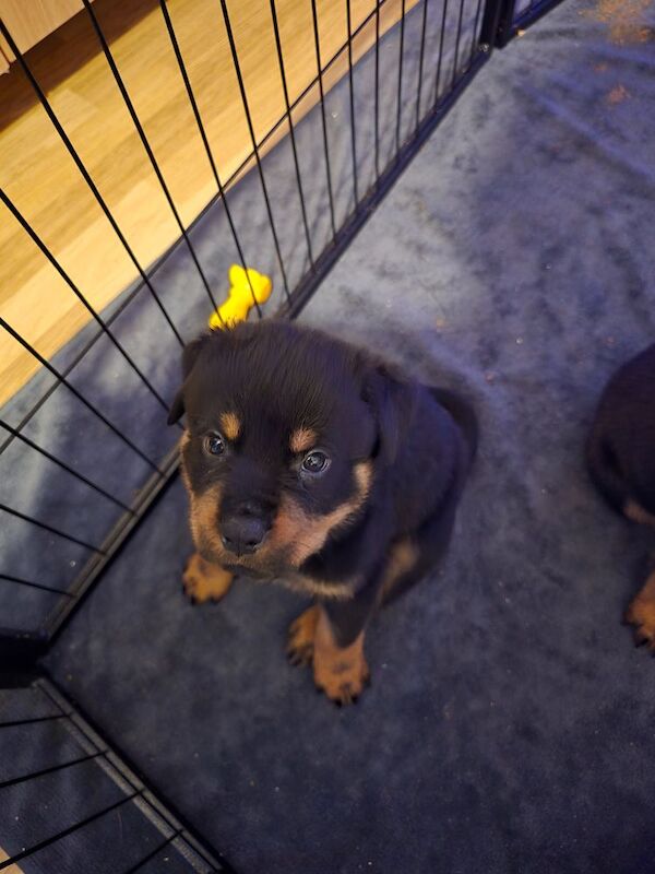 Rottweilers puppies for sale in Gloucestershire - Image 2