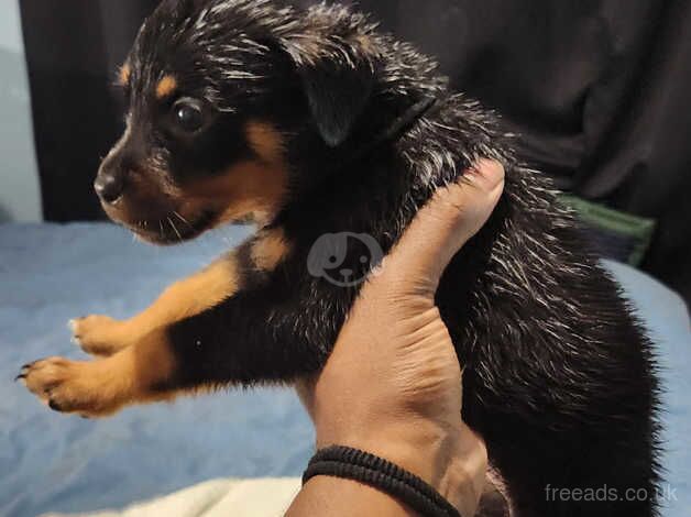 Rottweiler Puppies For Sale Under £1,000