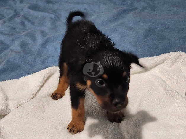 Rottweilers puppies for sale in Peterborough, Cambridgeshire - Image 2