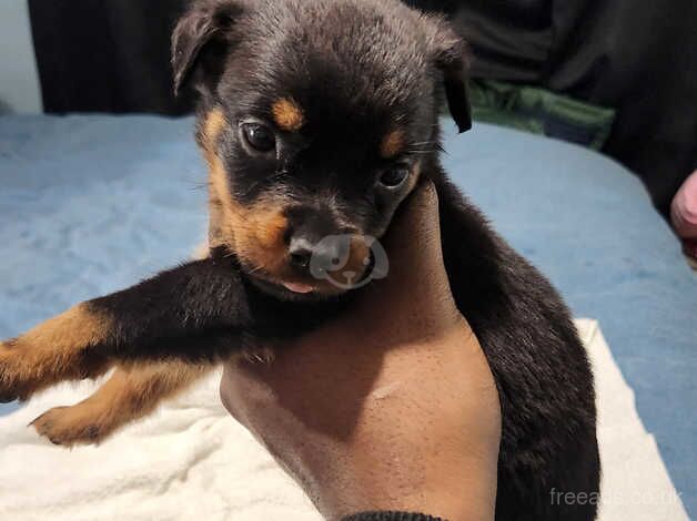 Rottweilers puppies for sale in Peterborough, Cambridgeshire - Image 5