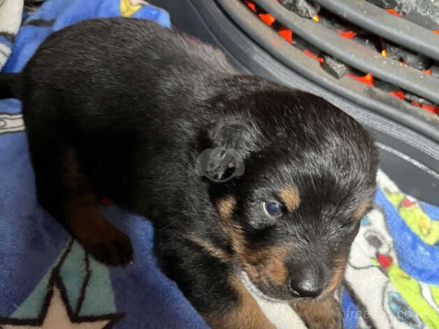 Rotty boys for sale in Ashford, Surrey - Image 3