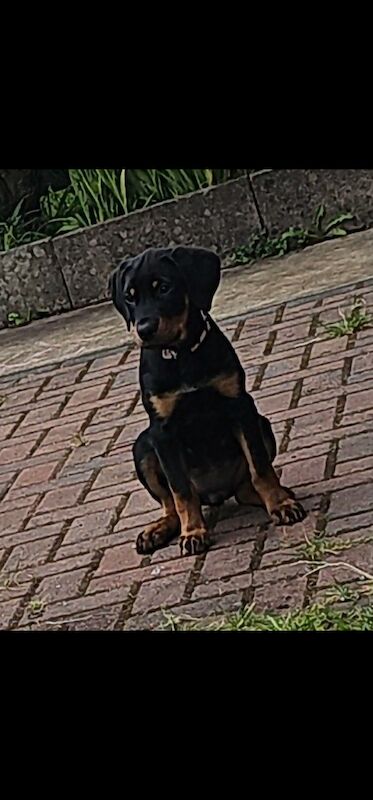 Rotweiler female puppy for sale in Rochdale, Greater Manchester