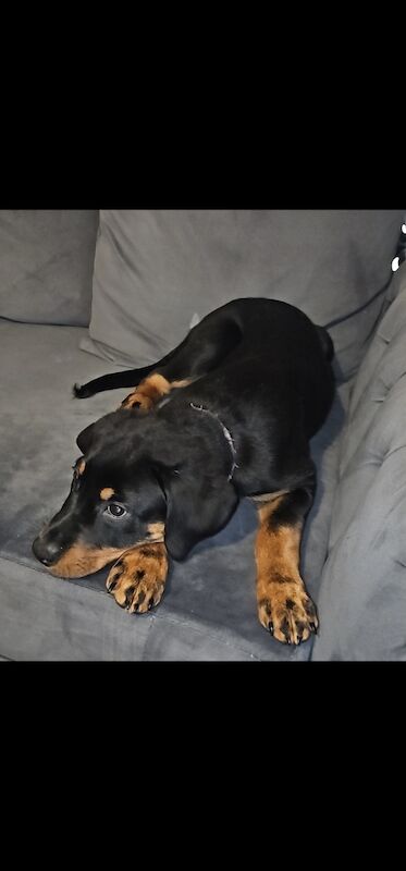 Rotweiler female puppy for sale in Rochdale, Greater Manchester - Image 3