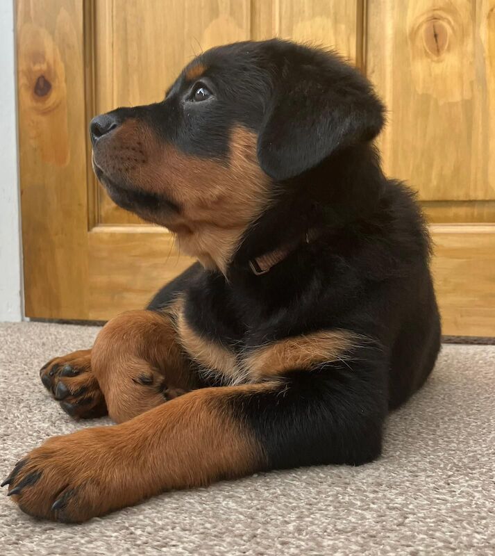 Rotweiler puppy for sale in Upper Beeding, West Sussex - Image 1