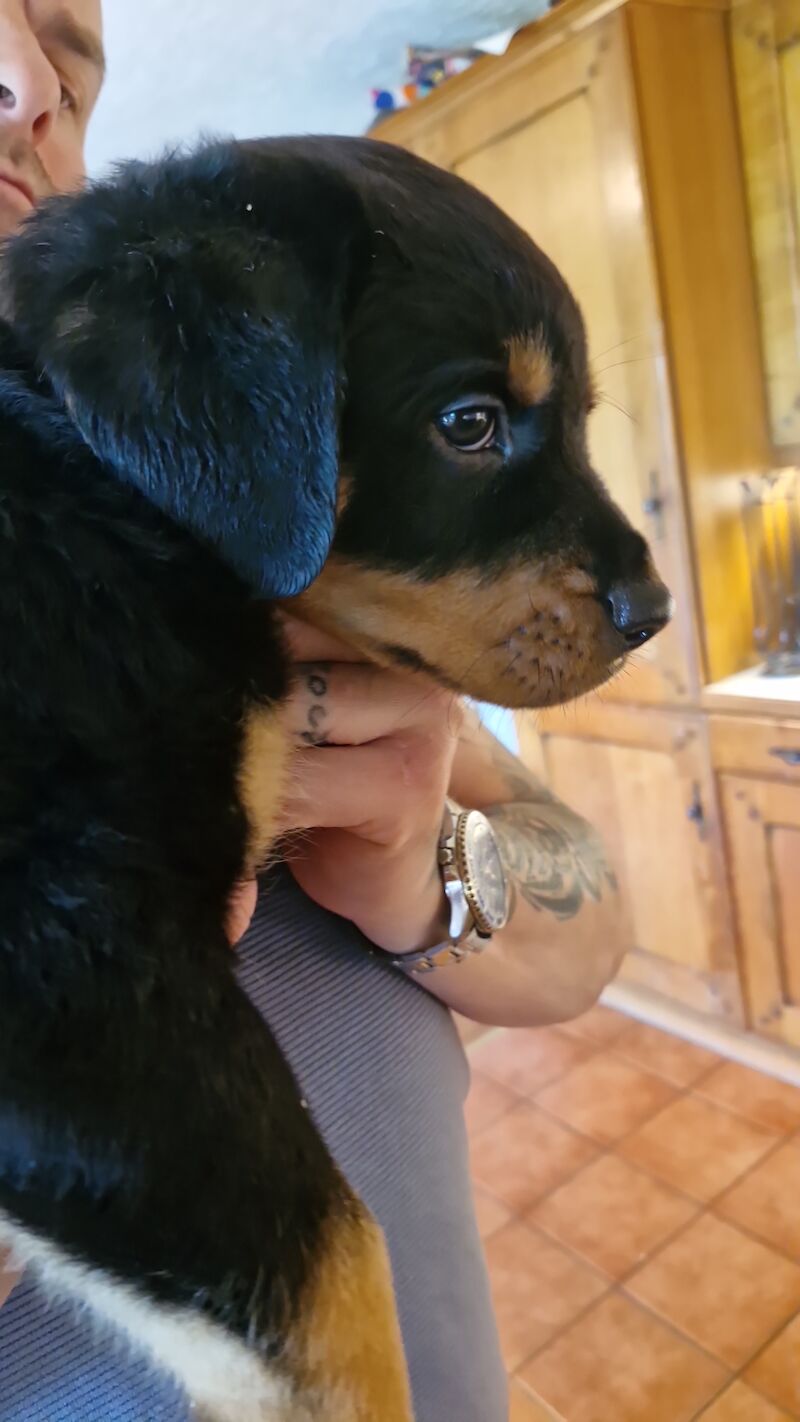 Rotweiler puppy for sale in Upper Beeding, West Sussex - Image 2