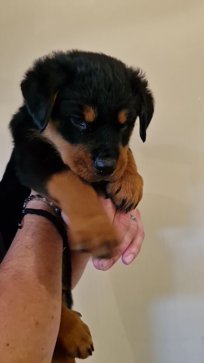 Rotweiler puppy for sale in Upper Beeding, West Sussex - Image 3