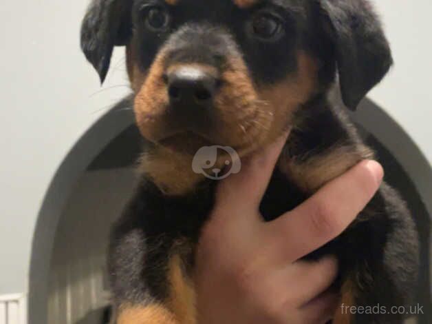 Rotweiler puppy for sale in Barnsley, South Yorkshire - Image 1