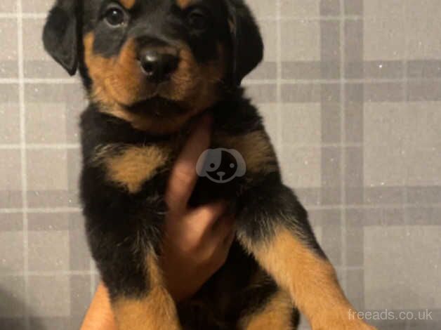 Rotweiler puppy for sale in Barnsley, South Yorkshire - Image 2