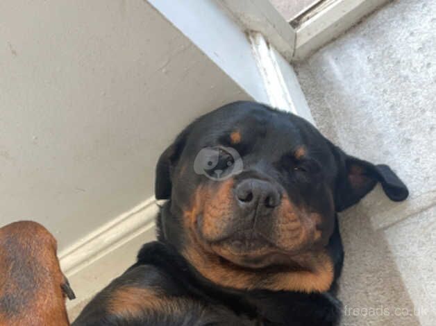 Rotweiler puppy for sale in Barnsley, South Yorkshire - Image 4