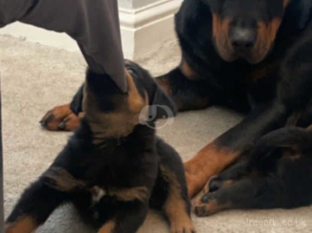 Rotweiler puppy for sale in Barnsley, South Yorkshire - Image 5