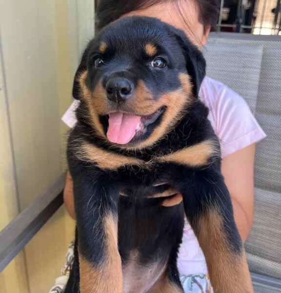 Six Rottweilers available.. Boys and Girls for sale in Began, Cardiff