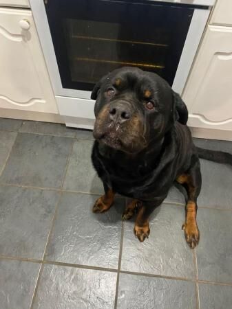 Stunning Rottweiler Puppies for sale in Kent