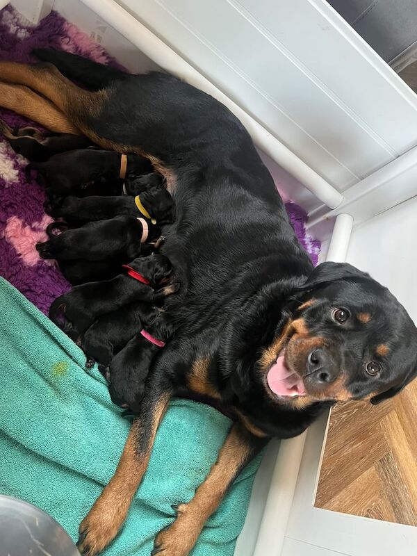 Stunning rottweiler puppies for sale in Darton, South Yorkshire