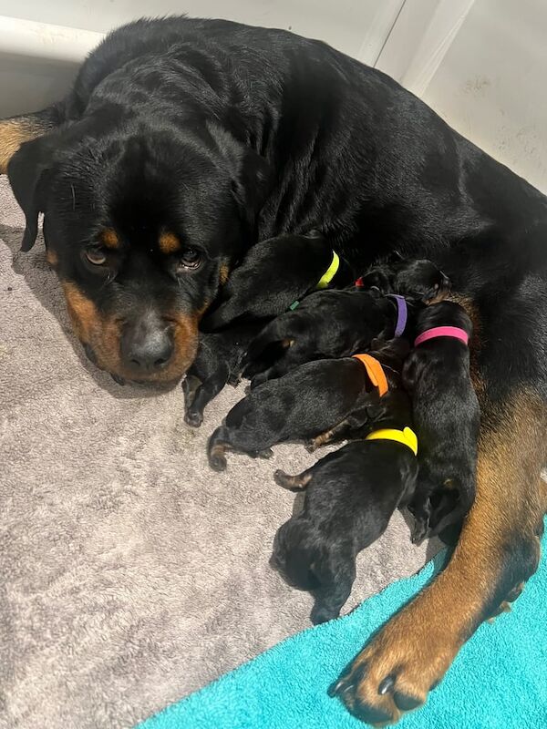 Stunning rottweiler puppies for sale in Darton, South Yorkshire - Image 2