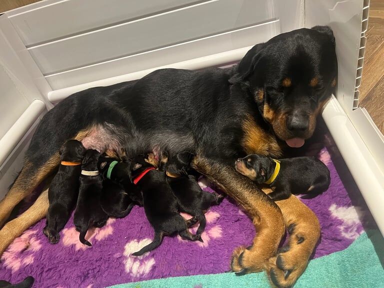 Stunning rottweiler puppies for sale in Darton, South Yorkshire - Image 3