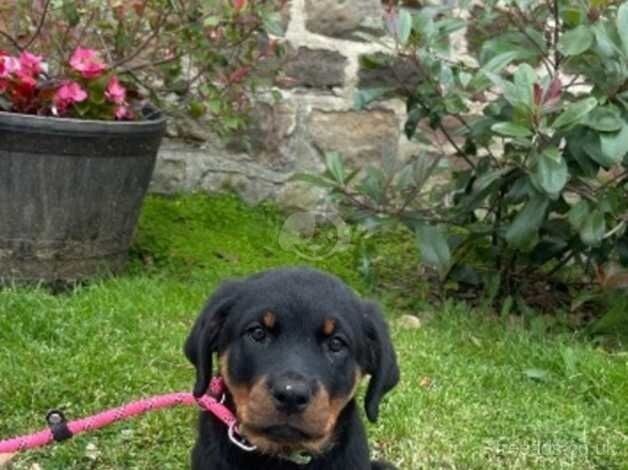 **stunning Rottweiler puppies for sale in Harrogate, North Yorkshire