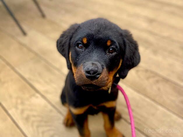 **stunning Rottweiler puppies for sale in Harrogate, North Yorkshire - Image 2