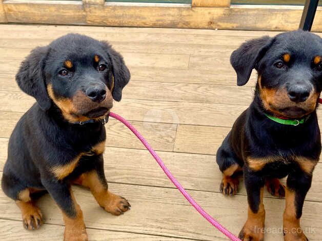 **stunning Rottweiler puppies for sale in Harrogate, North Yorkshire - Image 3