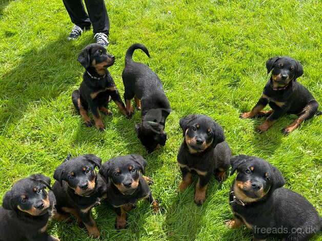 **stunning Rottweiler puppies for sale in Harrogate, North Yorkshire - Image 4