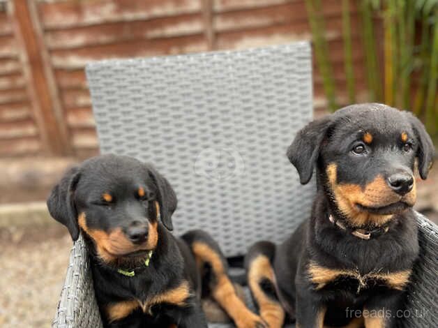 **stunning Rottweiler puppies for sale in Harrogate, North Yorkshire - Image 5