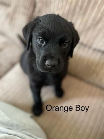 **Stunning Rottweiler x Labrador (Rottador) Pups** for sale in Newhaven, East Sussex