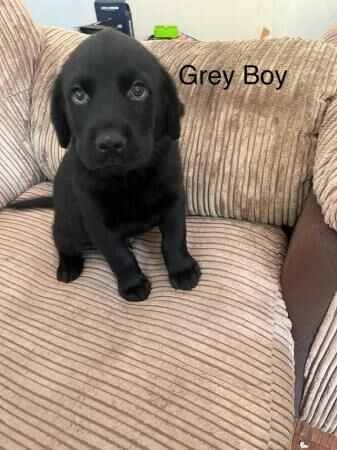 **Stunning Rottweiler x Labrador (Rottador) Pups** for sale in Newhaven, East Sussex - Image 2