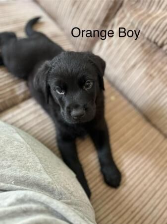 **Stunning Rottweiler x Labrador (Rottador) Pups** for sale in Newhaven, East Sussex - Image 3