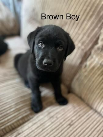 **Stunning Rottweiler x Labrador (Rottador) Pups** for sale in Newhaven, East Sussex - Image 4