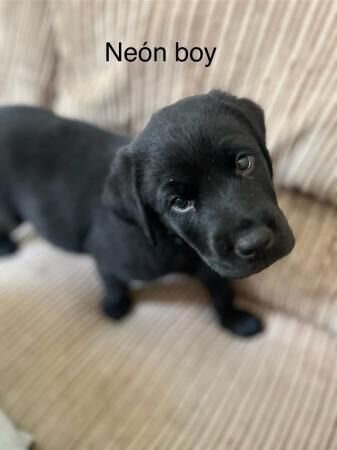 **Stunning Rottweiler x Labrador (Rottador) Pups** for sale in Newhaven, East Sussex - Image 5