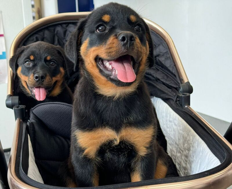 Stunning Rottweilers ready to leave 💓 for sale in Wolverhampton, West Midlands - Image 1