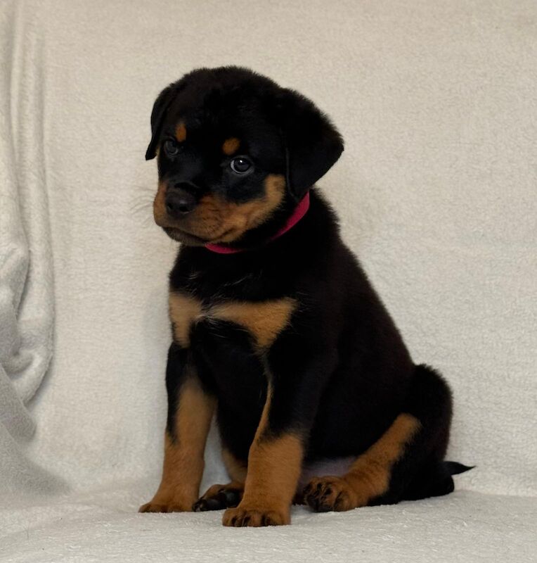 Stunning Rottweilers ready to leave 💓 for sale in Wolverhampton, West Midlands - Image 2