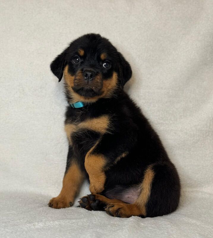 Stunning Rottweilers ready to leave 💓 for sale in Wolverhampton, West Midlands - Image 3