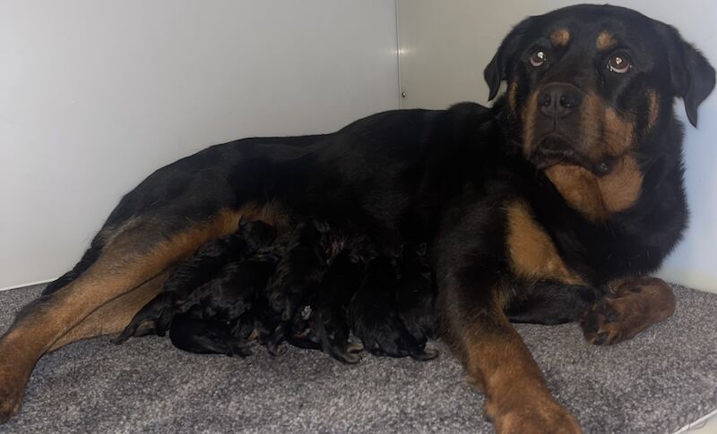 Stunning Rottweilers ready to leave 💓 for sale in Wolverhampton, West Midlands - Image 4