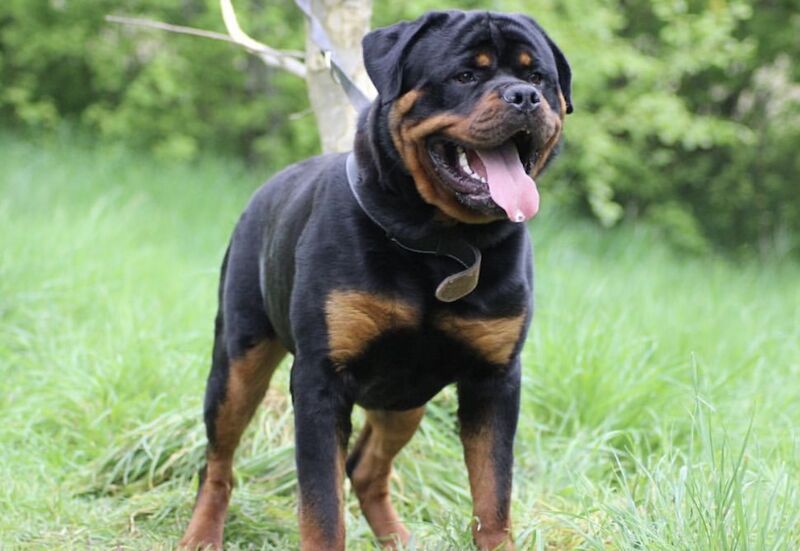 Stunning Rottweilers ready to leave 💓 for sale in Wolverhampton, West Midlands - Image 5