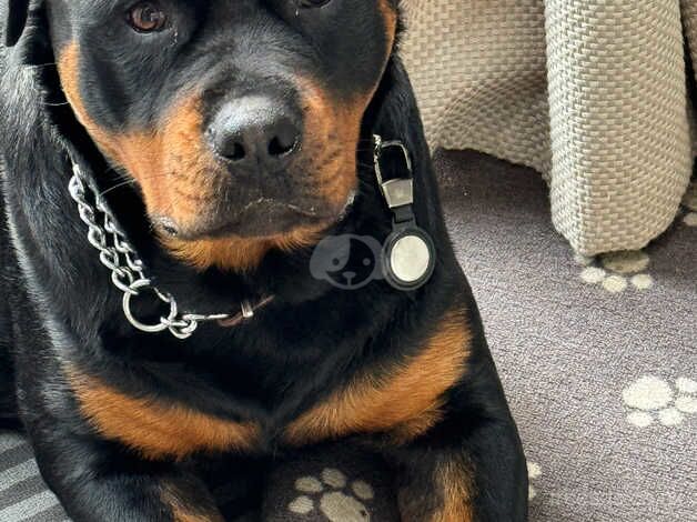 The Best young ROTTWEILLER you could find for sale in Huntingdon, Cambridgeshire