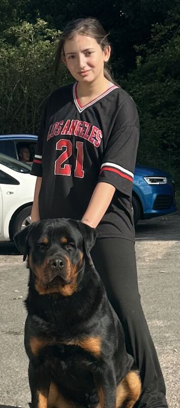 TOP CHAMPION ROTTWEILER PUPPIES KC For Sale in West Midlands