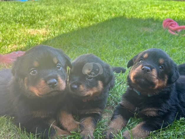 Top Pedigree KC Registered Rottweiler Puppies for Sale in Andover, Hampshire