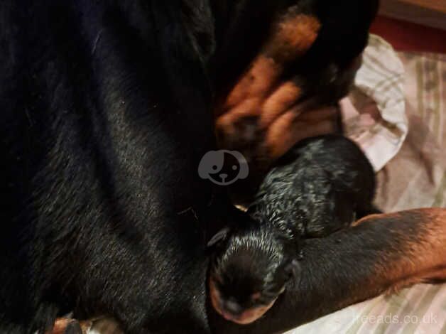 Two female rotties for sale in Newport, Shropshire - Image 1