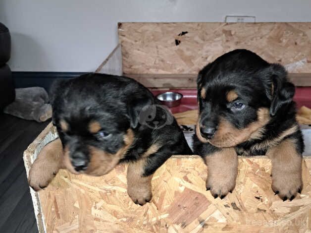 Two female rotties for sale in Newport, Shropshire - Image 2