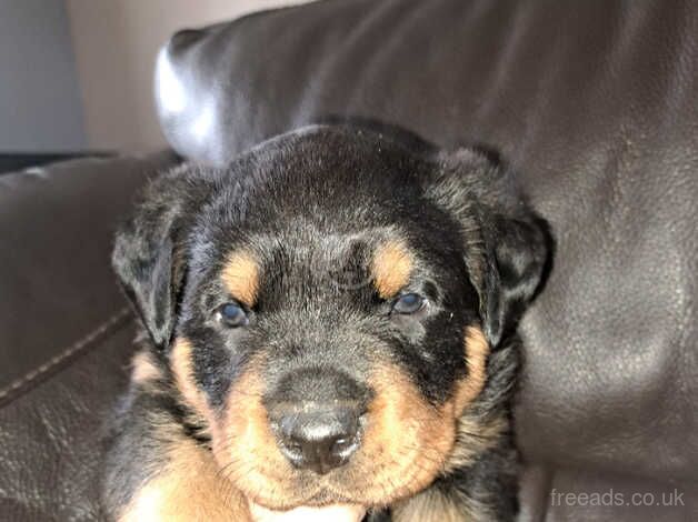 Two female rotties for sale in Newport, Shropshire - Image 3